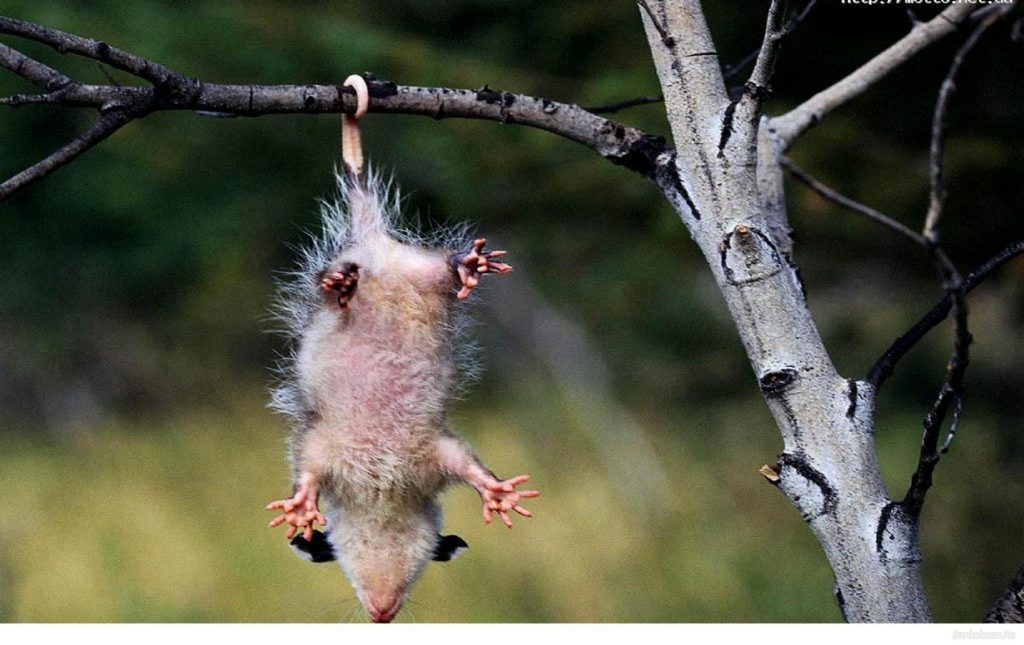 Cute And Funny Hanging Opossum